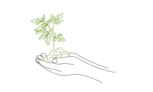 Bubble - plantule